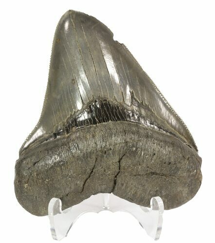 Glossy, Serrated, Megalodon Tooth - Fat Root #51007